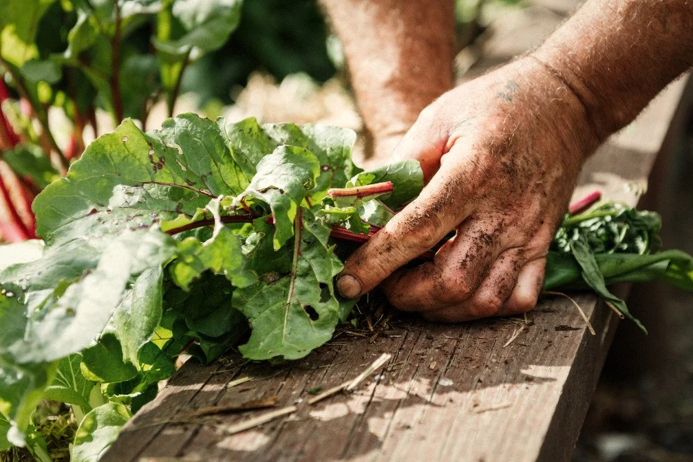 Photo: Dirty hands gardening